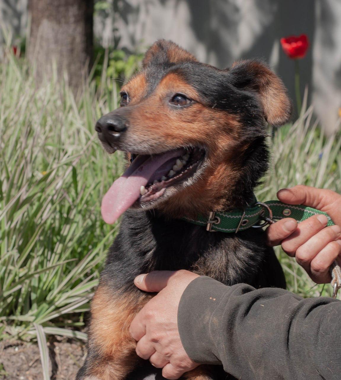 Chiens à adopter